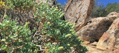 Ericameria cuneata macrocephala