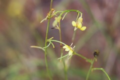 Goodenia armitiana