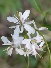 Thelypodium wrightii