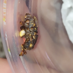 Phobetron hipparchia