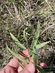 Asclepias viridiflora