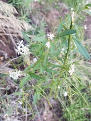 Thelypodium wrightii