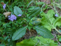 Elephantopus carolinianus