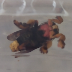 Phobetron hipparchia