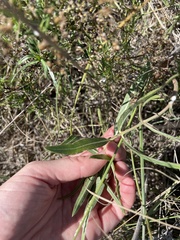 Asclepias viridiflora