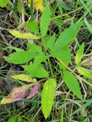 Zizia aurea
