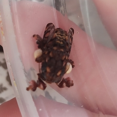 Phobetron hipparchia