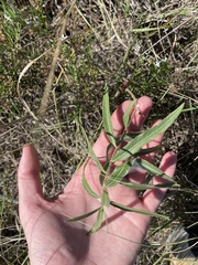 Asclepias viridiflora