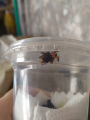 Phobetron hipparchia