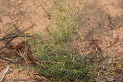 Goodenia armitiana