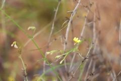 Goodenia armitiana