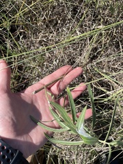 Asclepias viridiflora