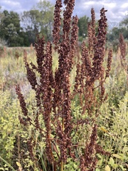 Rumex britannica