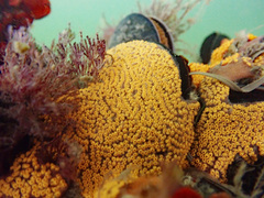 Botrylloides diegensis