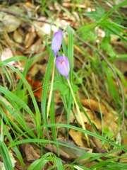 Crocus nudiflorus