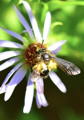 Andrena robervalensis