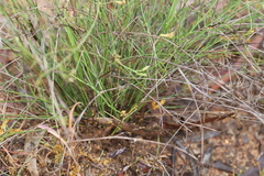 Goodenia armitiana