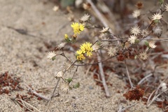 Lessingia germanorum