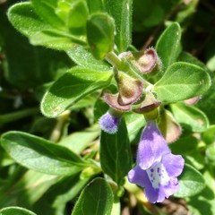 Scutellaria drummondii
