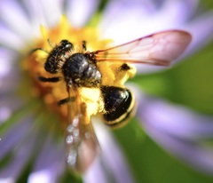 Andrena robervalensis