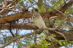 Cracticus nigrogularis