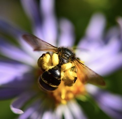Andrena robervalensis