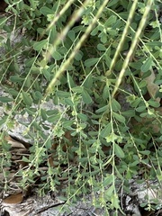 Phyllanthus polygonoides