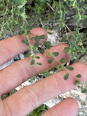 Phyllanthus polygonoides