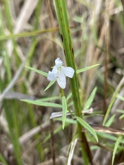 Campanula aparinoides