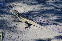 Uta stansburiana elegans