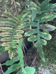 Polypodium interjectum