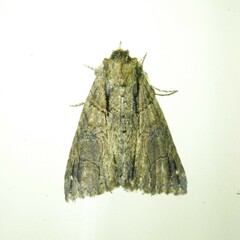 Crioa acronyctoides