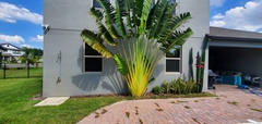 Ravenala madagascariensis