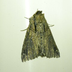 Crioa acronyctoides