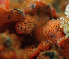 Watersipora subtorquata