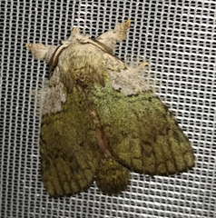 Farigia foliata
