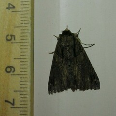 Crioa acronyctoides