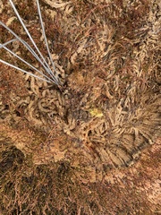 Sphagnum magellanicum