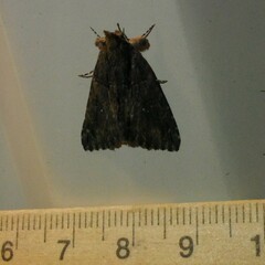 Crioa acronyctoides
