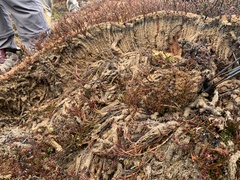 Sphagnum magellanicum