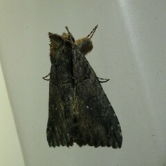 Crioa acronyctoides