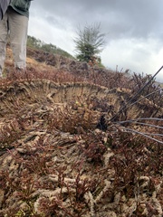 Sphagnum magellanicum