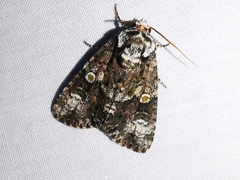 Craniophora ligustri
