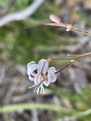 Trachyandra divaricata