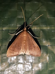 Mecyna asinalis