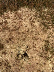 Sphagnum magellanicum