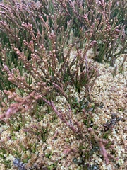 Lepidothamnus fonkii