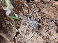 Alopecosa inquilina
