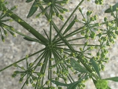 Petroselinum crispum