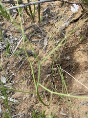 Trachyandra divaricata